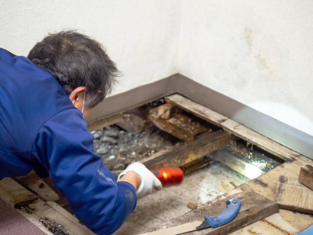 Best Residential Mold Remediation in Galveston, TX