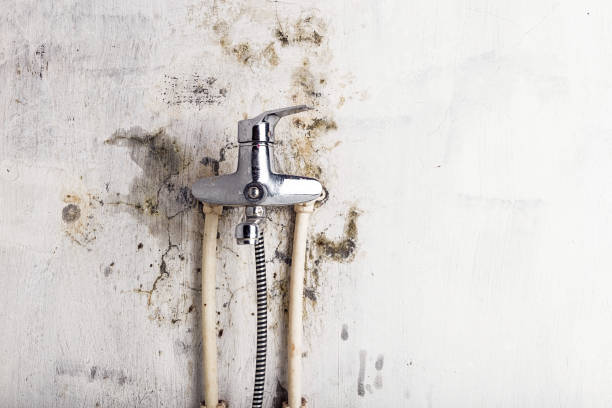 Best Industrial Mold Remediation in Galveston, TX