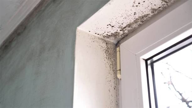 Galveston, TX Mold Remediation Company