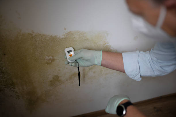 Best Health and Safety Mold Remediation in Galveston, TX