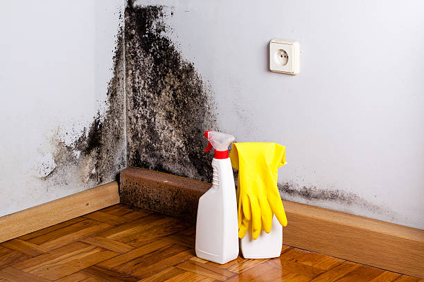 Best Attic Mold Remediation in Galveston, TX