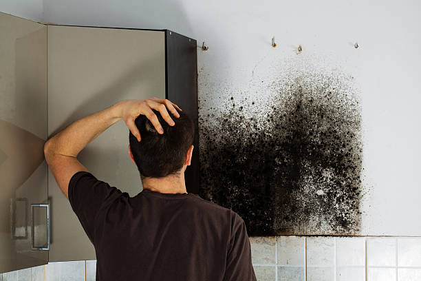 Best White Mold Remediation in Galveston, TX