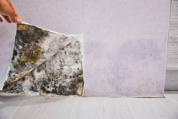Best Residential Mold Remediation in Galveston, TX